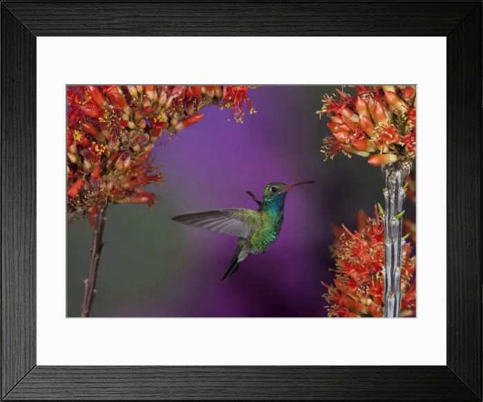 Framed Print : DDE-90038804