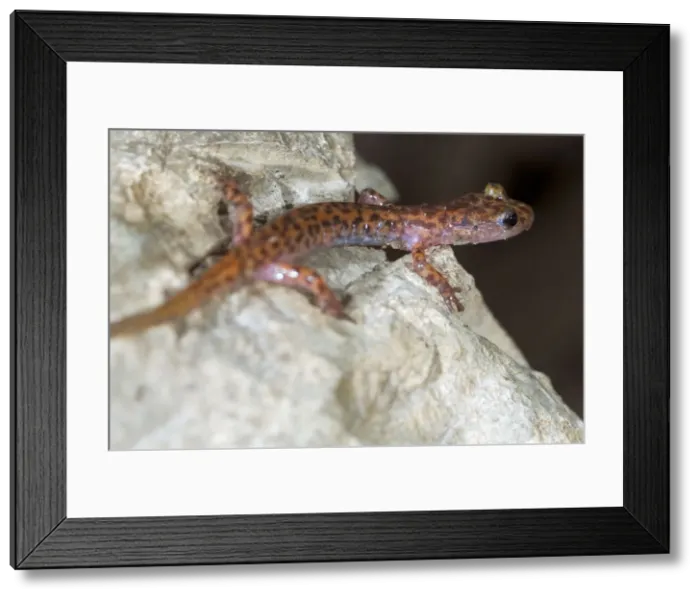 Framed Print : DDE-90038817 Framed Print : DDE-90038817