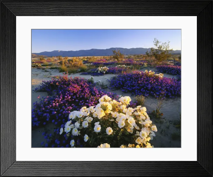 Framed Print : DDE-90038818 Framed Print : DDE-90038818