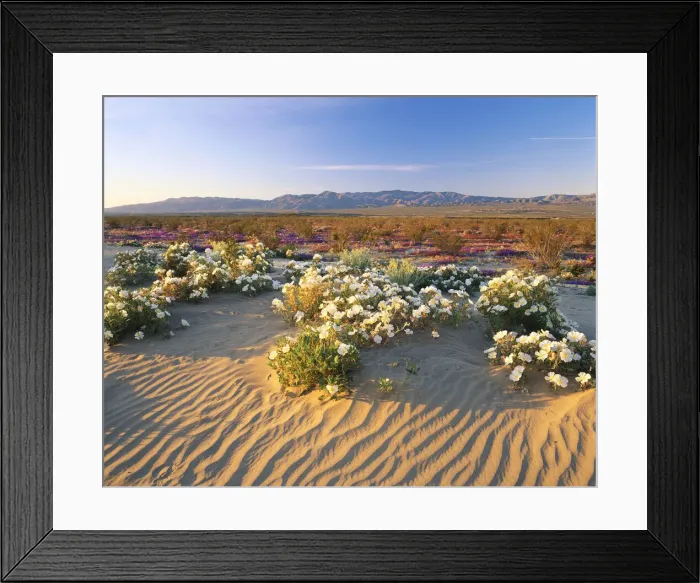 Framed Print : DDE-90038819
