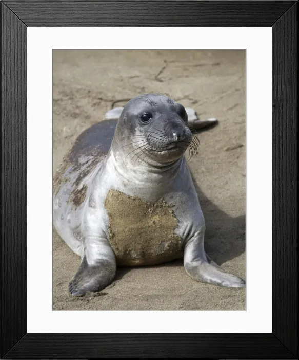 Framed Print : DDE-90038820 Framed Print : DDE-90038820