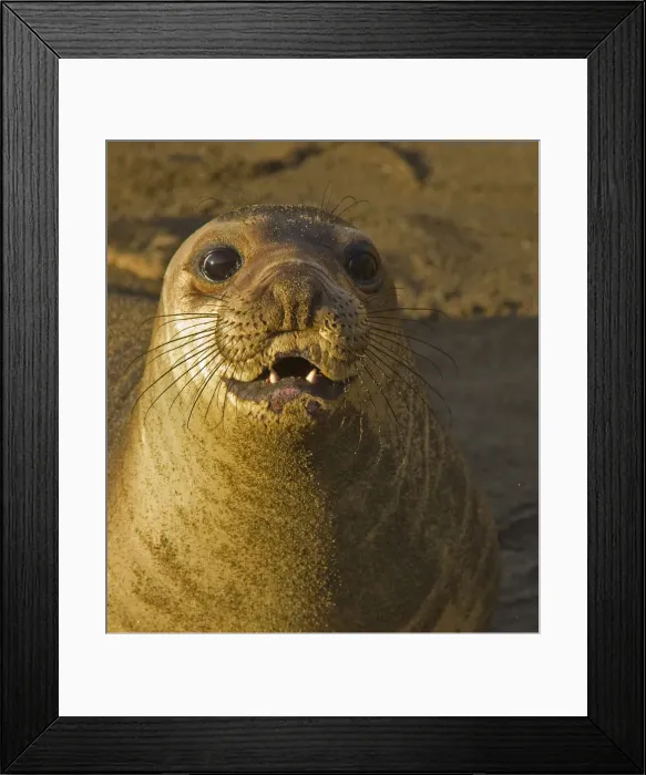 Framed Print : DDE-90038824 Framed Print : DDE-90038824