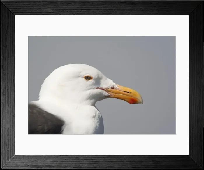 Framed Print : DDE-90038823 Framed Print : DDE-90038823