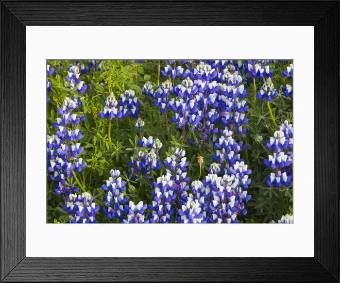 Framed Print : DDE-90038825 Framed Print : DDE-90038825