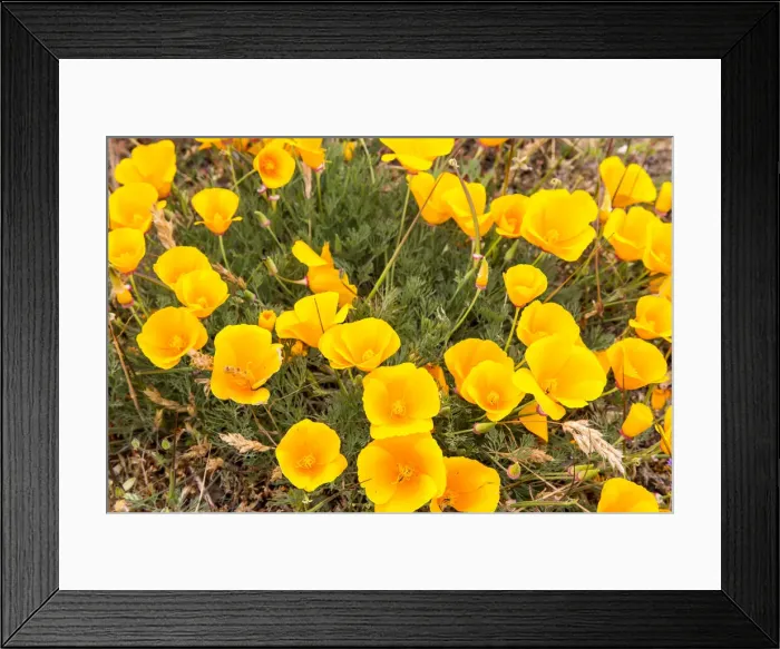 Framed Print : DDE-90038826 Framed Print : DDE-90038826