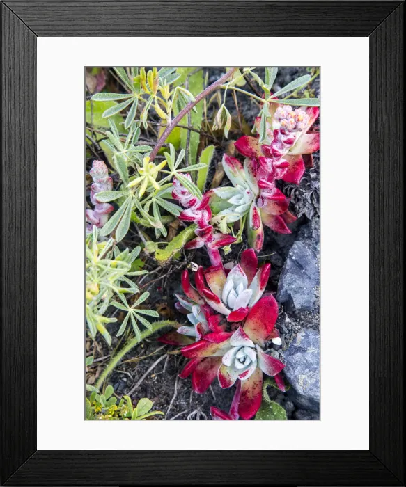 Framed Print : DDE-90038827