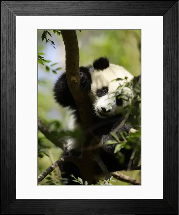 Framed Print : DDE-90038835 Framed Print : DDE-90038835