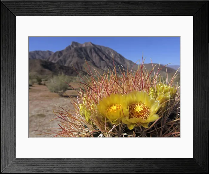 Framed Print : DDE-90038834