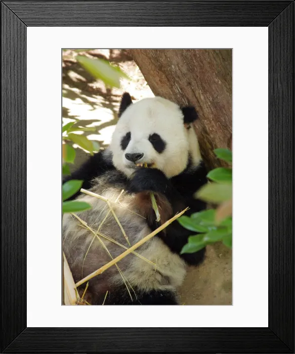 Framed Print : DDE-90038836 Framed Print : DDE-90038836