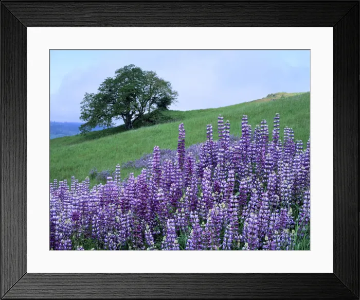 Framed Print : DDE-90038837 Framed Print : DDE-90038837