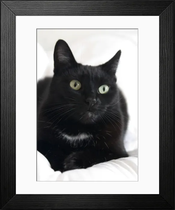Framed Print : DDE-90038842 Framed Print : DDE-90038842