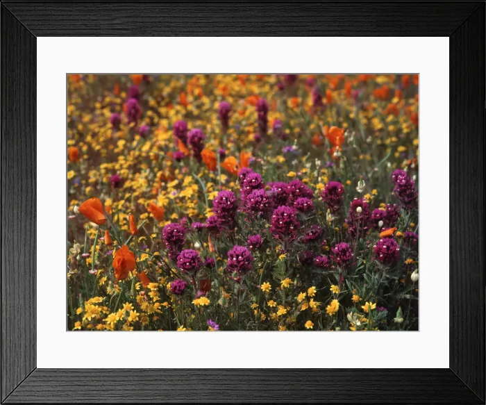 Framed Print : DDE-90038841
