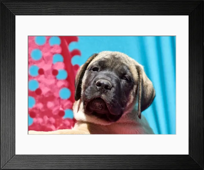 Framed Print : DDE-90038853 Framed Print : DDE-90038853