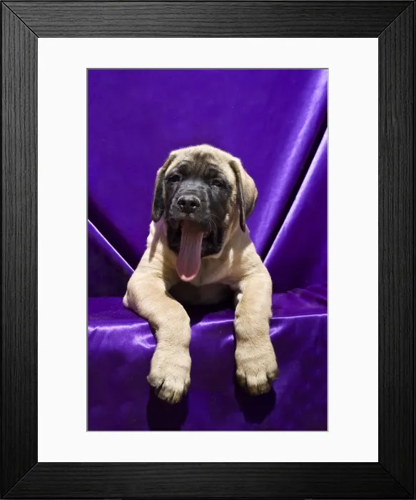Framed Print : DDE-90038852 Framed Print : DDE-90038852