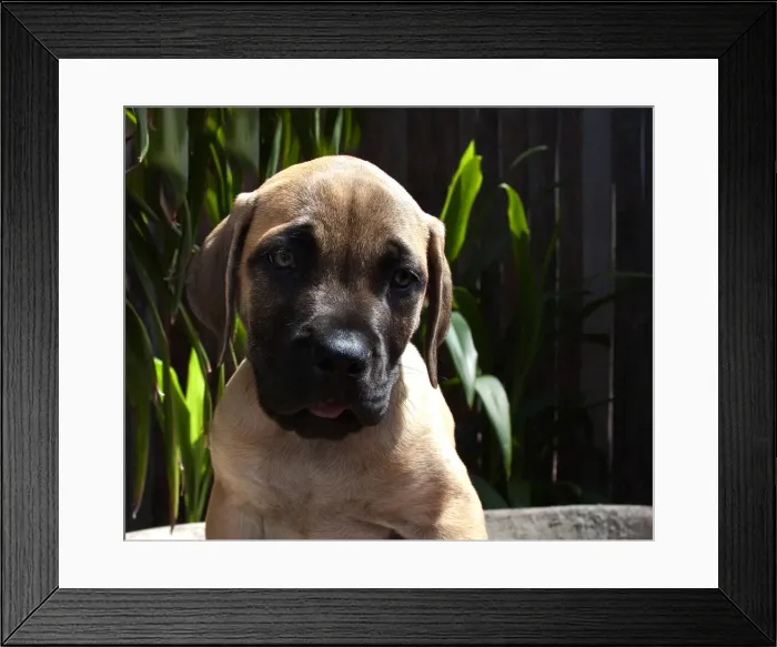 Framed Print : DDE-90038854 Framed Print : DDE-90038854