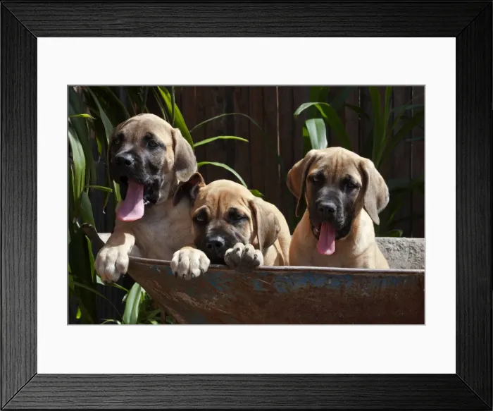 Framed Print : DDE-90038855 Framed Print : DDE-90038855