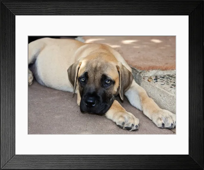 Framed Print : DDE-90038856 Framed Print : DDE-90038856