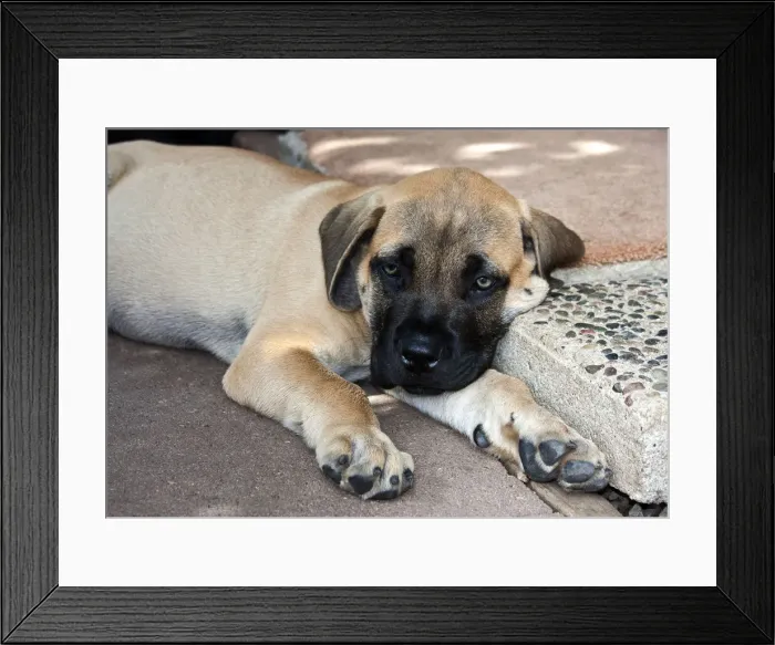 Framed Print : DDE-90038857 Framed Print : DDE-90038857
