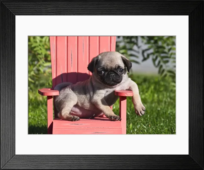 Framed Print : DDE-90038858 Framed Print : DDE-90038858