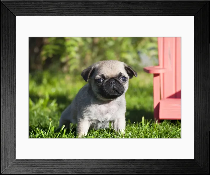 Framed Print : DDE-90038859 Framed Print : DDE-90038859