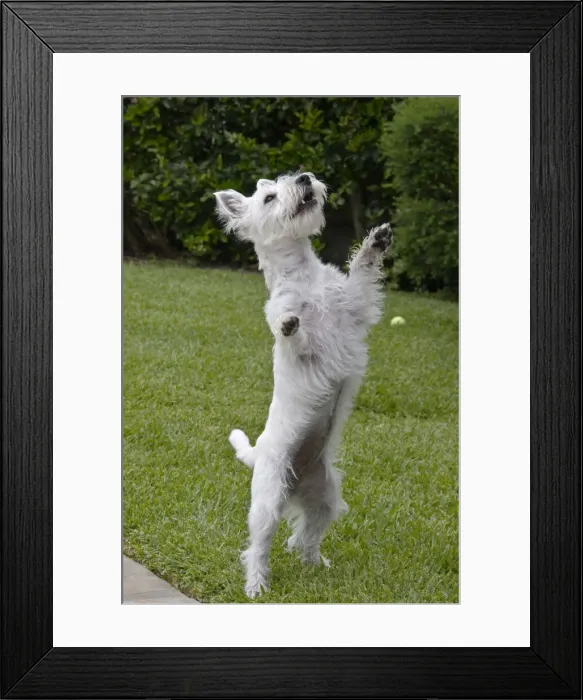 Framed Print : DDE-90038860 Framed Print : DDE-90038860