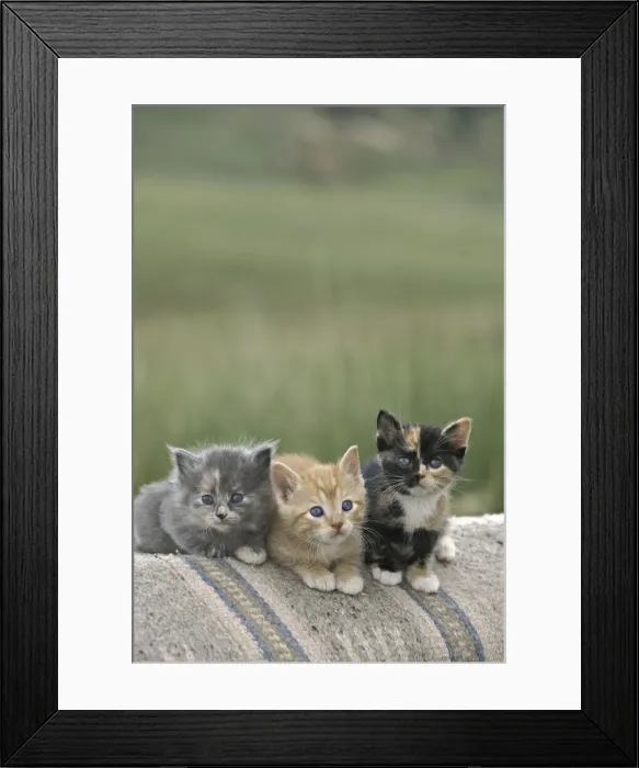 Framed Print : DDE-90038862 Framed Print : DDE-90038862