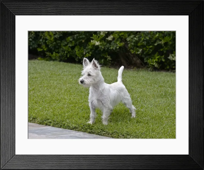 Framed Print : DDE-90038861 Framed Print : DDE-90038861