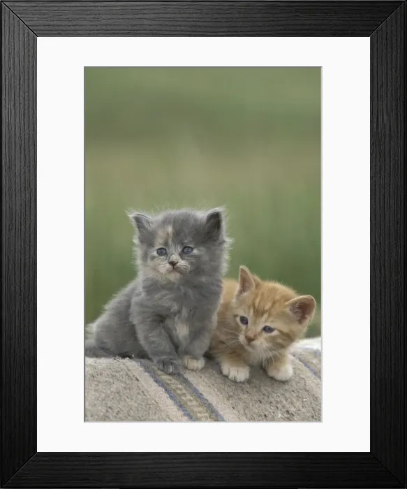 Framed Print : DDE-90038863