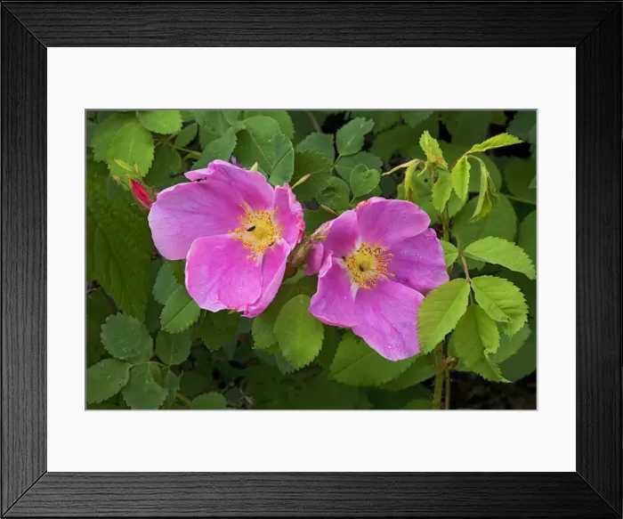 Framed Print : DDE-90038864 Framed Print : DDE-90038864