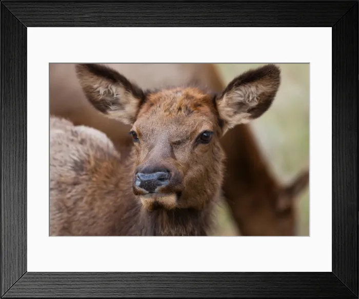 Framed Print : DDE-90038873 Framed Print : DDE-90038873