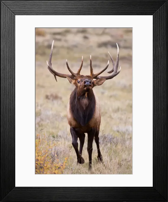 Framed Print : DDE-90038874 Framed Print : DDE-90038874