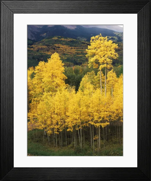 Framed Print : DDE-90038881 Framed Print : DDE-90038881