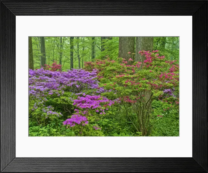 Framed Print : DDE-90038889 Framed Print : DDE-90038889