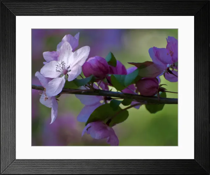 Framed Print : DDE-90038892 Framed Print : DDE-90038892