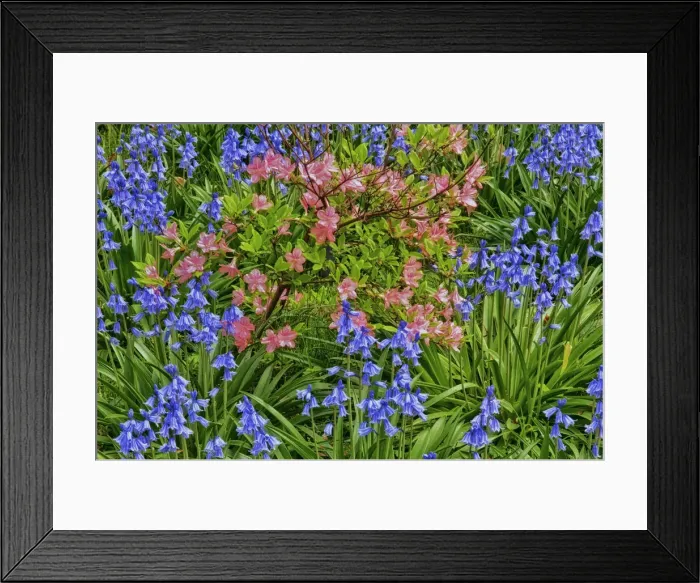 Framed Print : DDE-90038891