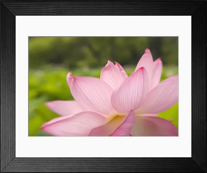 Framed Print : DDE-90038921