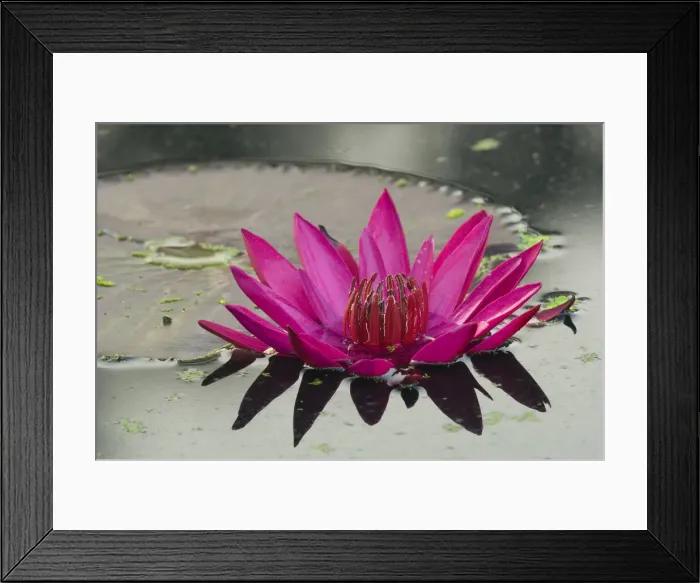 Framed Print : DDE-90038922 Framed Print : DDE-90038922