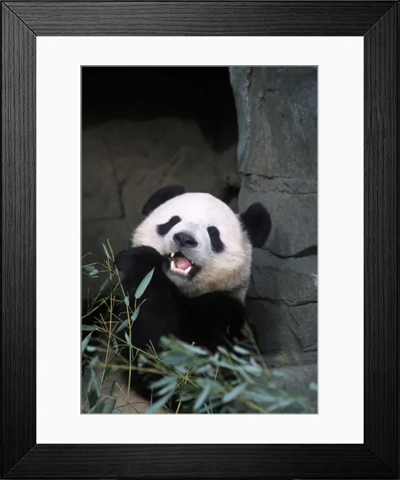 Framed Print : DDE-90038925 Framed Print : DDE-90038925