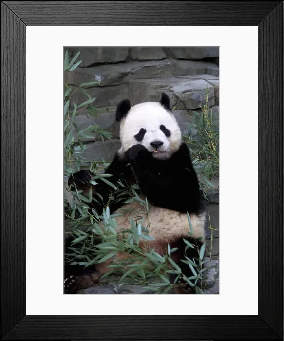 Framed Print : DDE-90038924 Framed Print : DDE-90038924