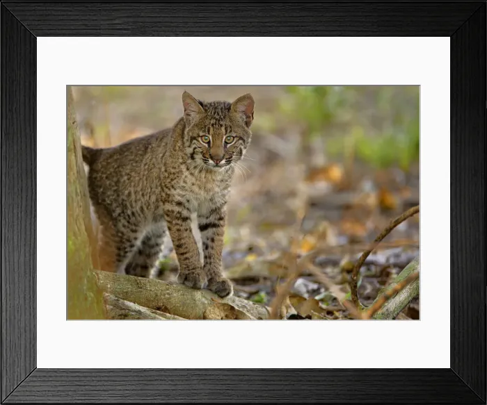 Framed Print : DDE-90038935 Framed Print : DDE-90038935