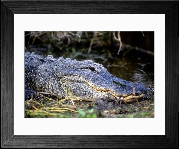 Framed Print : DDE-90038938 Framed Print : DDE-90038938