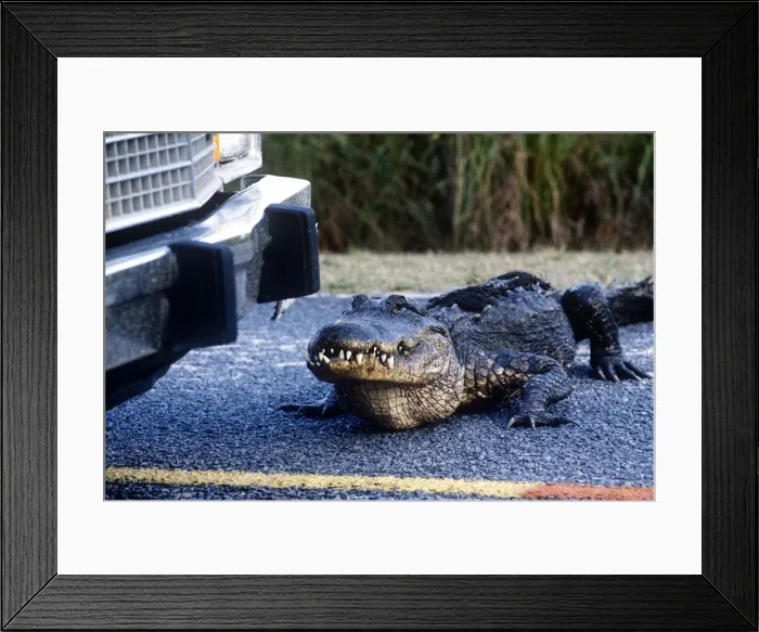 Framed Print : DDE-90038939 Framed Print : DDE-90038939