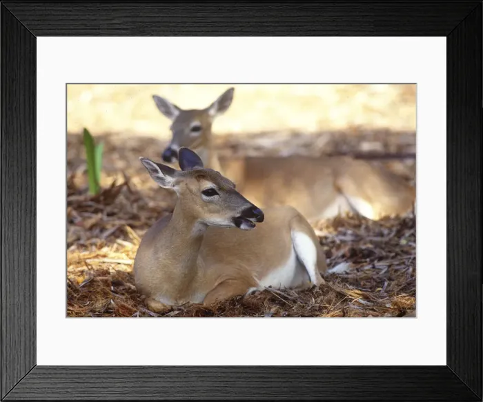 Framed Print : DDE-90038942 Framed Print : DDE-90038942
