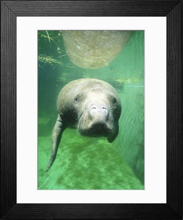 Framed Print : DDE-90038943 Framed Print : DDE-90038943