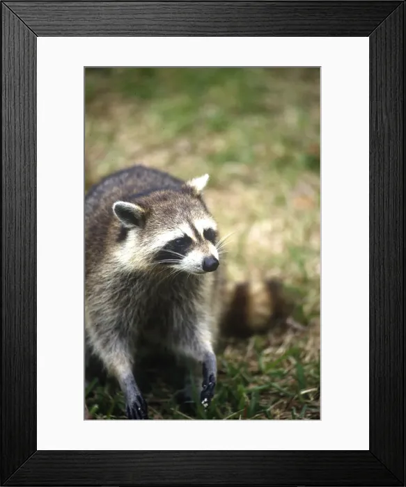 Framed Print : DDE-90038944