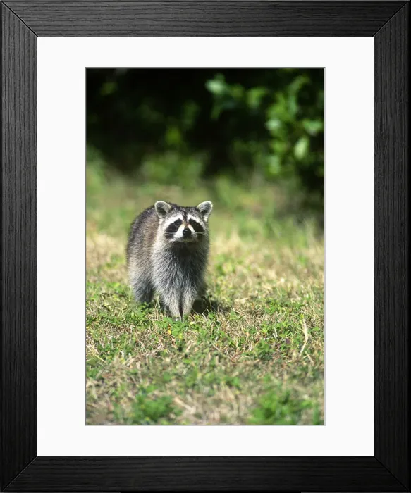 Framed Print : DDE-90038945 Framed Print : DDE-90038945