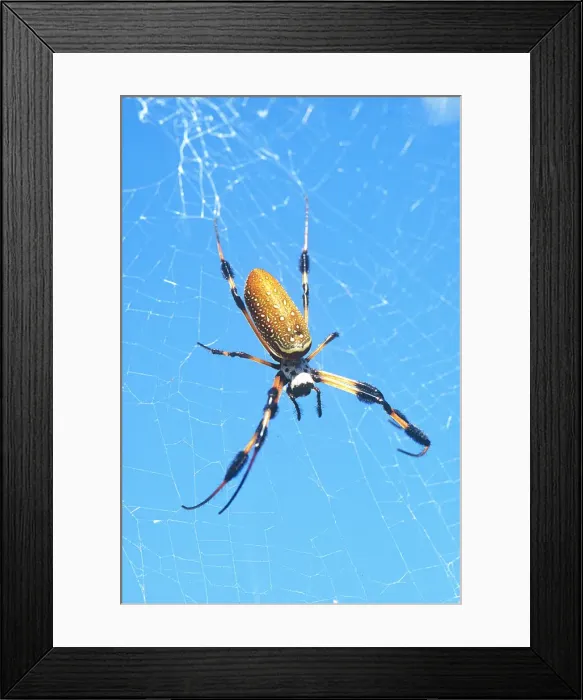 Framed Print : DDE-90038946