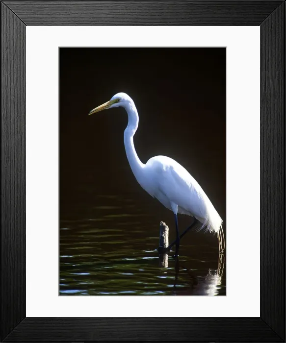 Framed Print : DDE-90038948 Framed Print : DDE-90038948