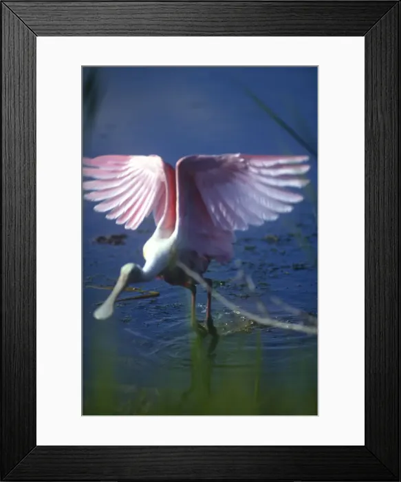 Framed Print : DDE-90038947