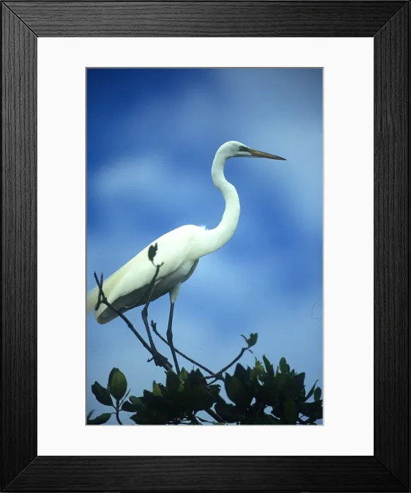 Framed Print : DDE-90038950 Framed Print : DDE-90038950